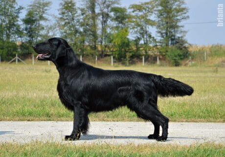 SUSEDALENS REMINGTON SENDERO