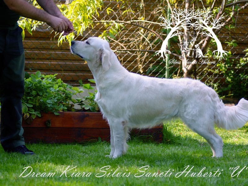 Dream Kiara Silvis Sancti Huberti dual purpose postoj