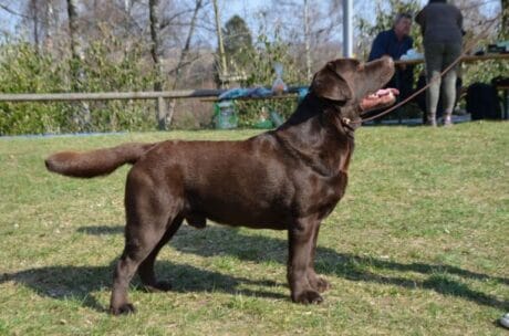 LANCELOT ROYAL GLADE